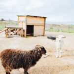 farm_animal_goats_organic-farm-in-wine-country-600x815