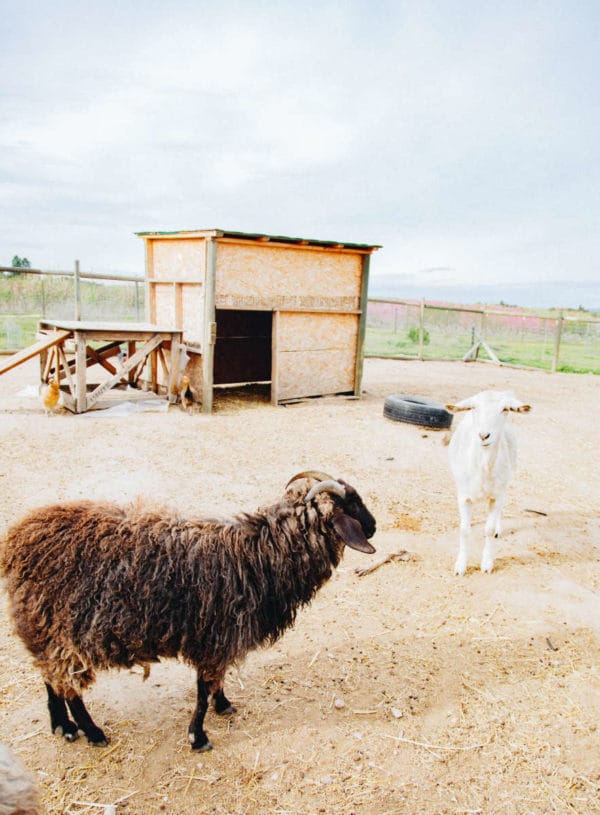 farm_animal_goats_organic-farm-in-wine-country-600x815